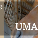 ホースマンシップと馬のこころをテーマにしたエッセイ記事のイメージ画像